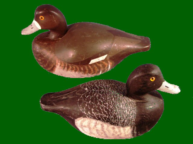 bluebill pair