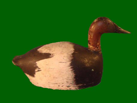 canvasback