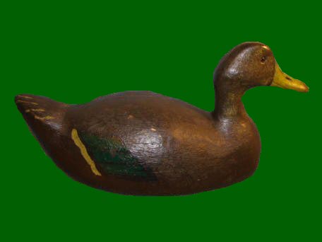 black duck